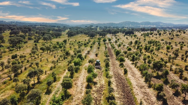 plantacion forestal